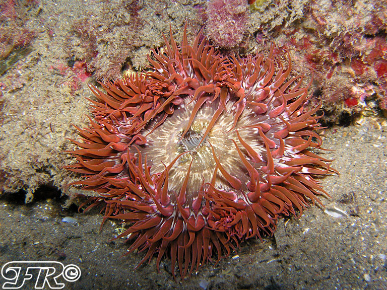 Cereus pedunculatus